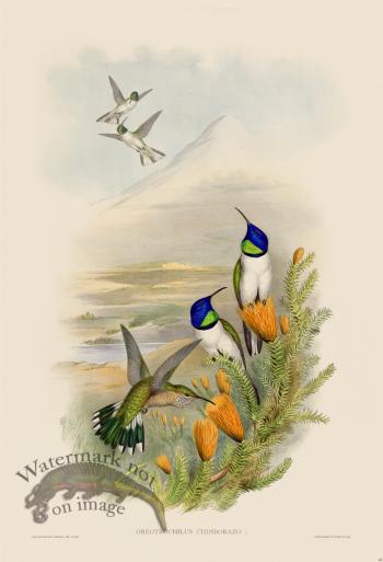 Gould Hummingbird 068